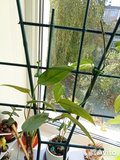 Филодендрон Себу Блю