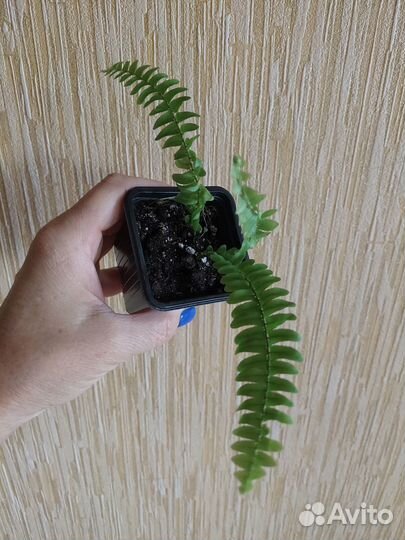 Папоротник 