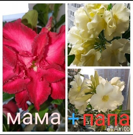 Семена Адениума ручного опыления