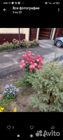 Хризантемы