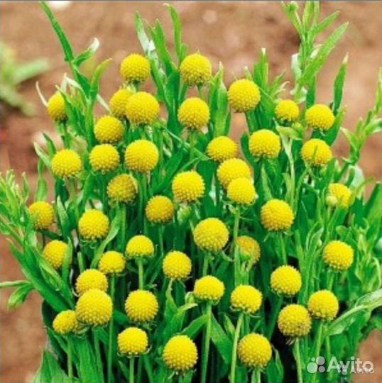 Семена Иван чая,Лемонграсса,Цефалофоры,Тимьяна