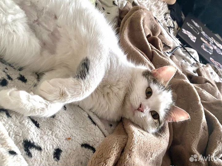Молоденькая кошечка