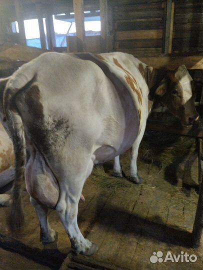 Коровы Телки