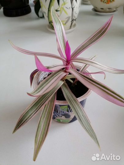 Традесканция рэо