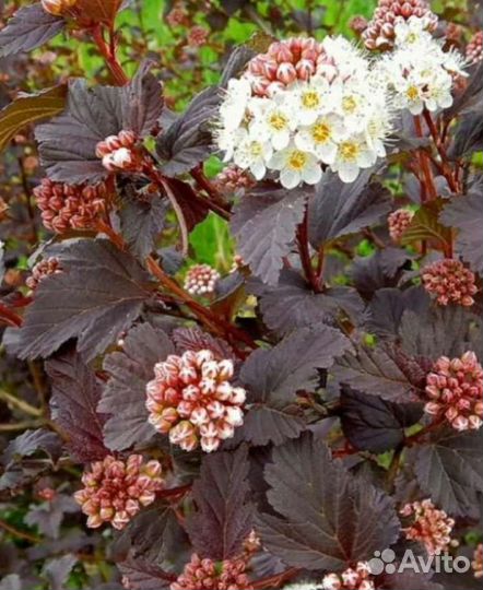 Пузыреплодник калинолистный - Диабло