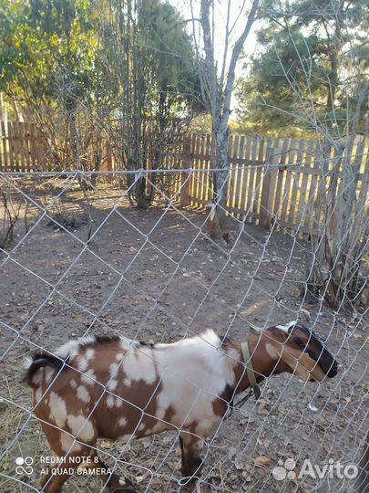 Англо нубийский козел на вязку