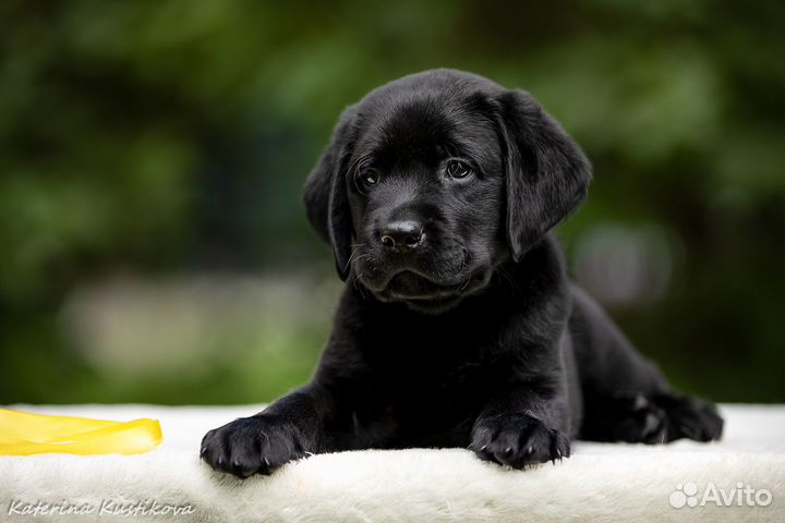 Щенки лабрадора от титулованных родителей
