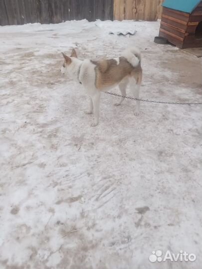 Лайка зсл кабель