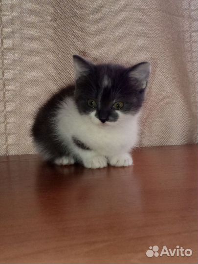 Отдам котят в добрые руки)