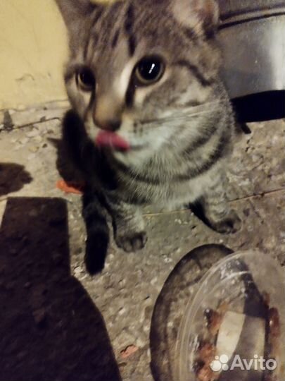 Кот потеряшка