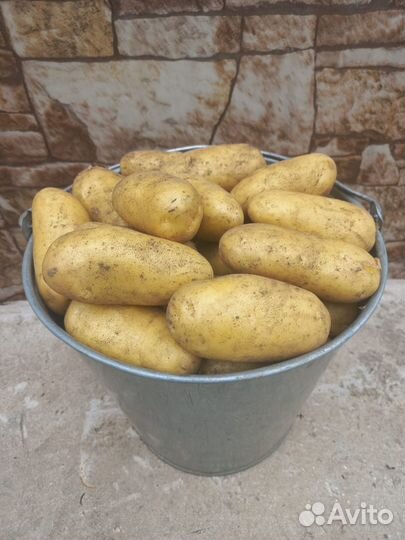 Продам картофель