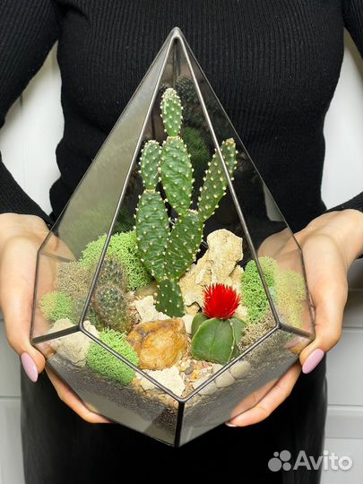 Флорариум опунция кактусы капля подарок букет
