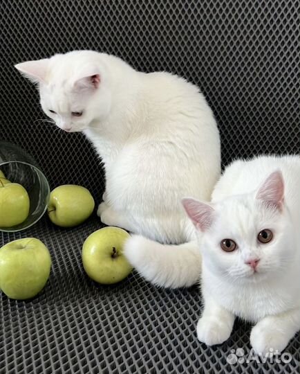 Плюшевые котята британцы белые