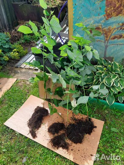 Саженцы красной малины