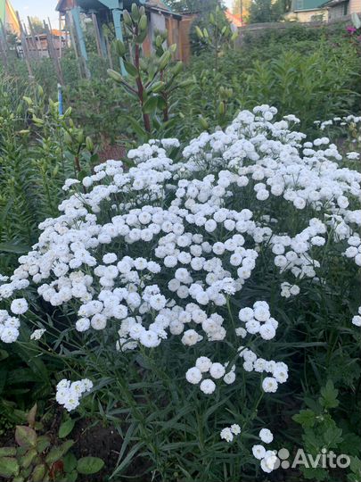 Многолетние цветы