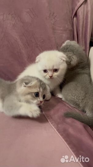 Шотландская