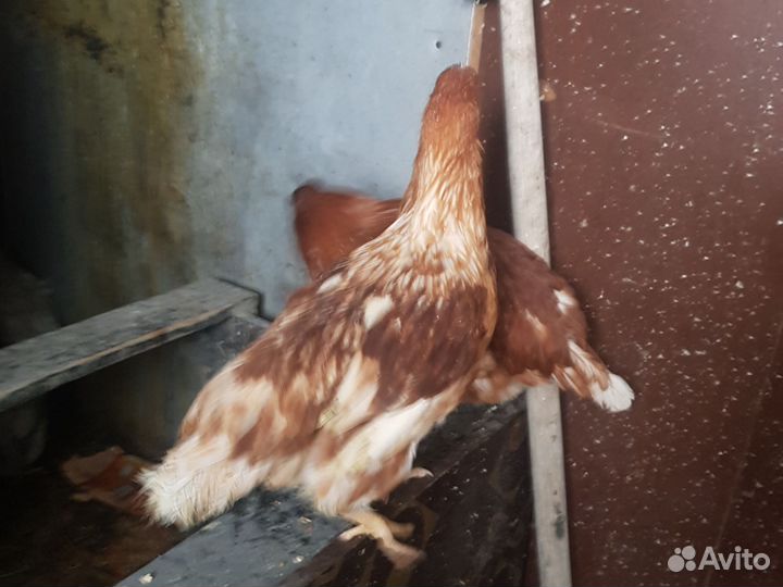 Куры молодки разных пород и несушки