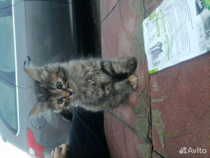 Котик хорошенький