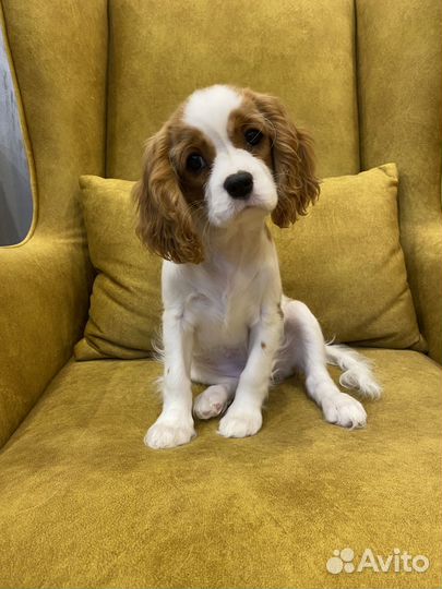 Щенки кавалер кинг чарльз спаниель