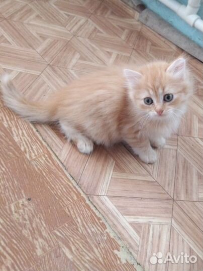 Отдадим котят