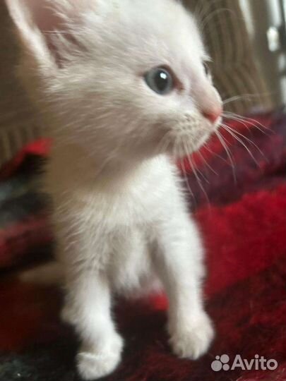 Котенок мальчик