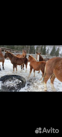 Продам лошадей и телок
