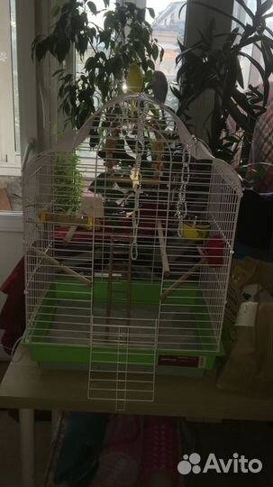 Отдам бесплатно попугаев