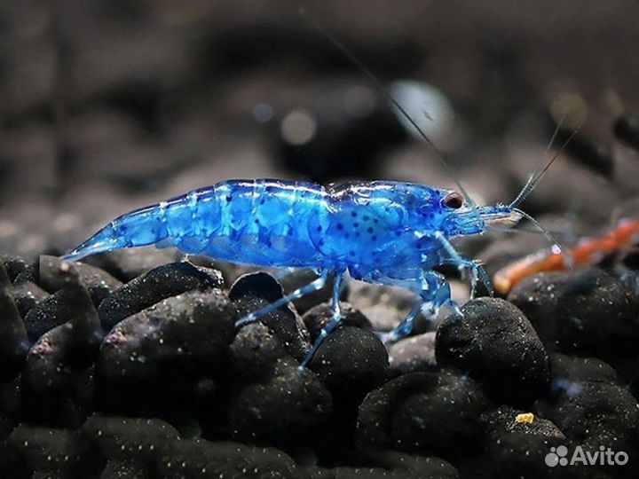 Аквариумные рыбки