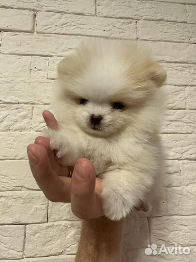 Щенки померанского шпица медвежьего типа