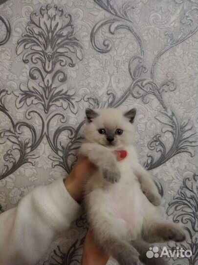 Шотландский кот вязка