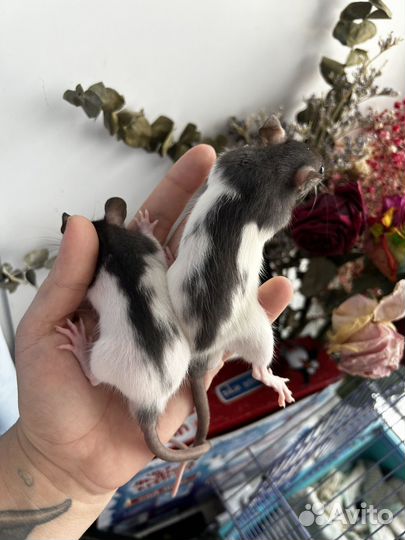 Крысята дамбо