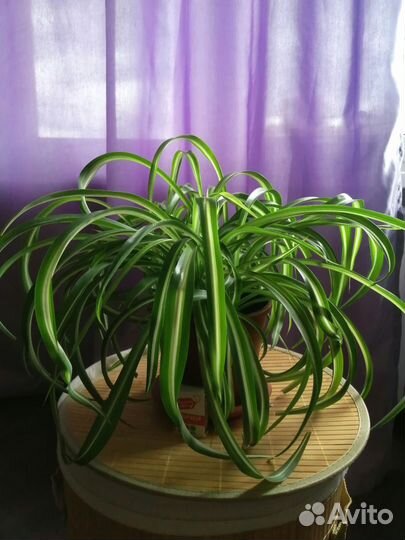 Хлорофитум бонни