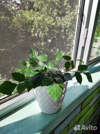 Комнатные растения