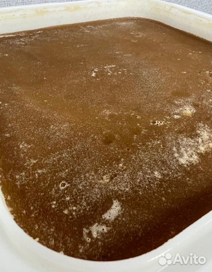 16 kg меда 2024 года Алтайский оптом