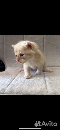 Шотландские котята