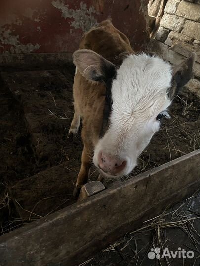 Теленок бычок 3 месяца