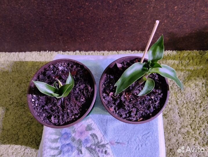 Каллизия душистая, или Золотой ус