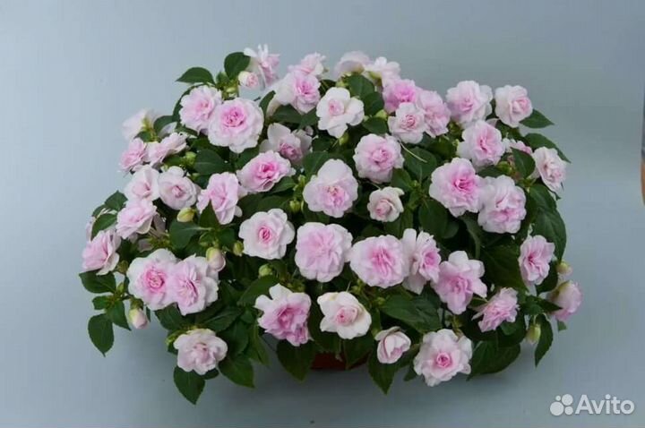 Бальзамины вегетативные, сортовые