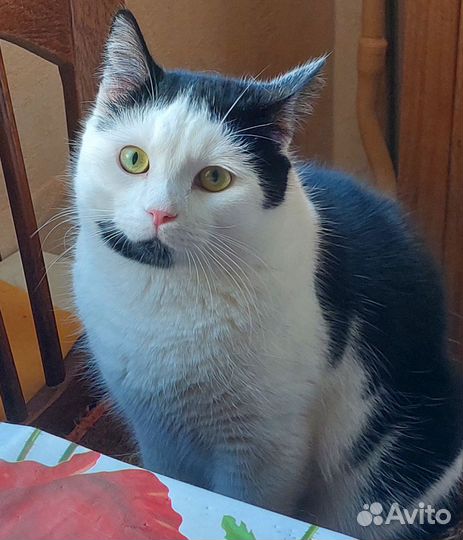 Кот ищет хозяина