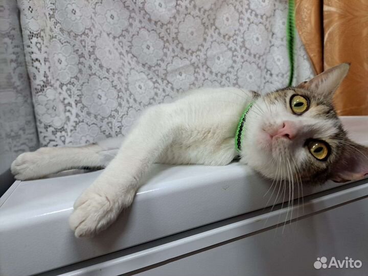 Кошка в дар стерилизованная