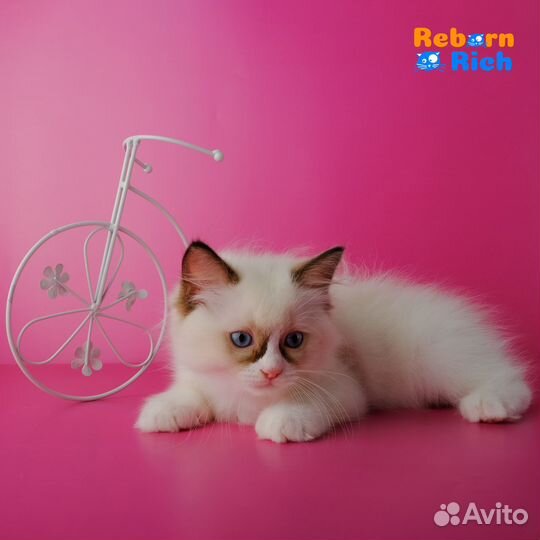 Рэгдолл (ragdoll) девочка от питомника