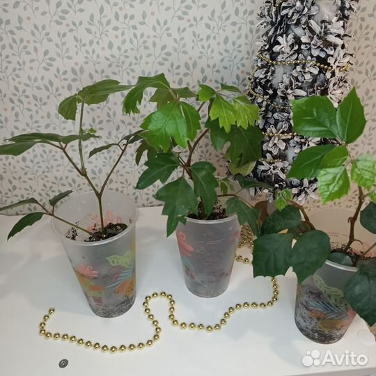 Сингониум роициссус (берёзка)