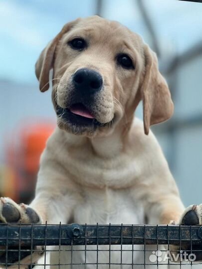 Щенки лабрадора