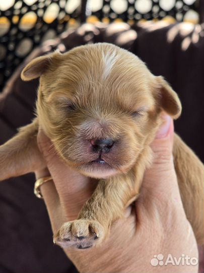 Щенки мальтипу f1 мини