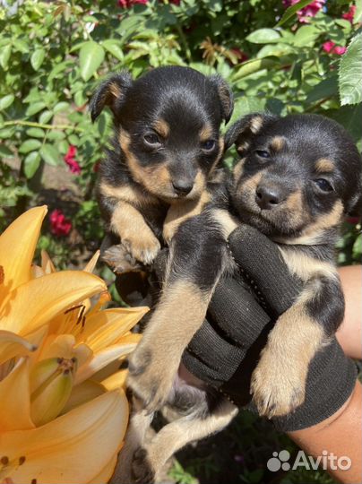 Щенки Той-терьера