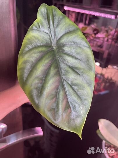 Алоказия clypeolata, sinuata, micholitziana