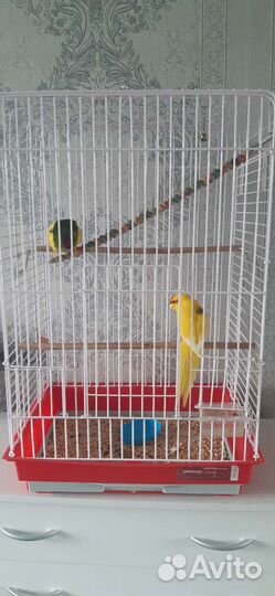 Попугаи какарики с клеткой