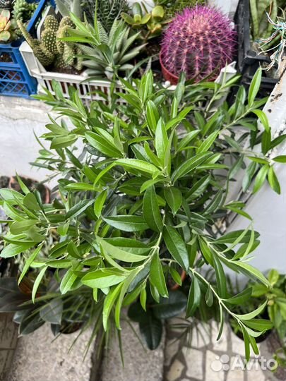 Олива штамбовая 125см