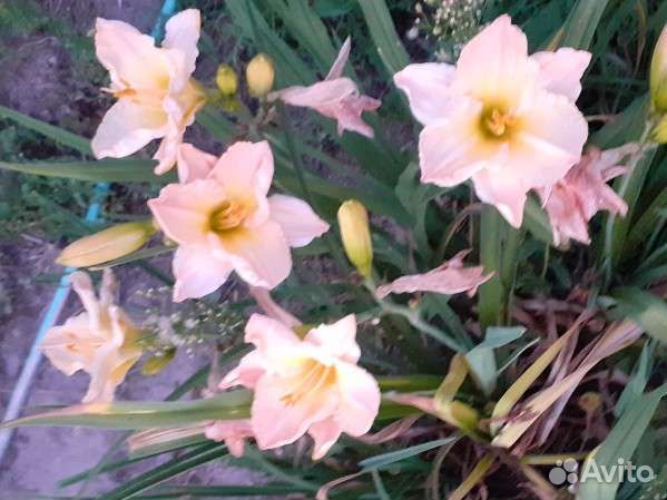 Лилейники сортовые