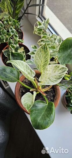 Филодендрон биркин, комнатные растения
